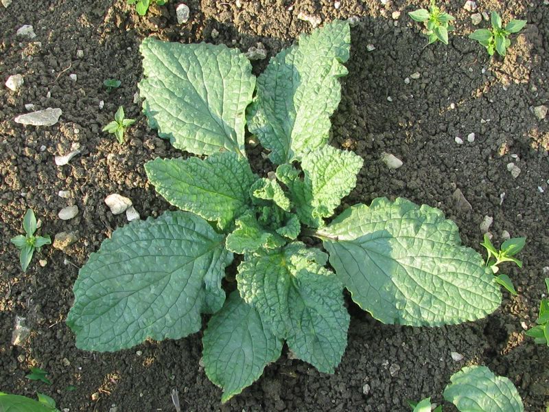 برنجاس، گانیل،  Borago advena, Borago aspera, Borago hortensis، Starflower, Bee Bread, Blue Borage